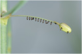 eitjes van het Aspergehaantje - Crioceris asparagi