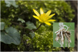 gewoon Speenkruid - Ranunculus ficaria