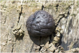 Kogelhoutskoolzwam - Daldinia concentrica