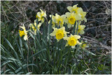 wilde Narcis - Narcissus pseudonarcissus