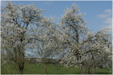 Hoogstamfruitbomen in bloei