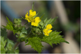 geel Nagelkruid - Geum urbanum