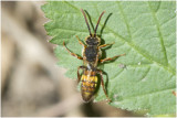 Wespbij, - Nomada spec.