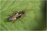 donkere Wespbij - Nomada marshamella