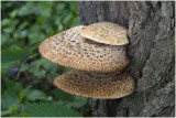 Zadelzwam - Polyporus squamosus