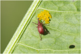 menierode Zuringsspitsmuisje - Apion frumentarium