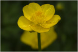 kruipende Boterbloem - Ranunculus repens