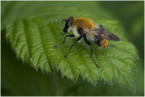 Pluimwoudzwever - Criorhina floccosa