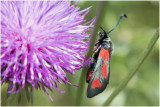 Bloeddrupjesoort - Zygaena minos