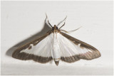Buxusmot - Cydalima perspectalis