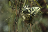 Koninginnepage - Papilio machaon