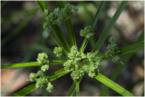 Papyrusplant - Cyperus papyrus