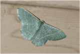 Zomervlinder - Geometra papilionaria