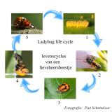 Ladybug - Lieveheersbeestjes - Coleopteria