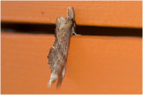 Snuitvlinder - Pterostoma palpina
