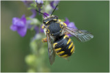 grote Wolbij  - Anthidium manicatum