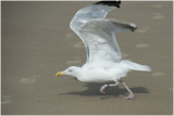 Zilvermeeuw - Larus argentatus