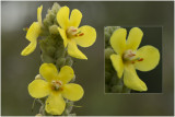 Stalkaars - Verbascum densiflorum
