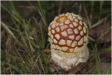 Vliegenzwam - Amanita muscaria