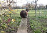 de kat van Lies
