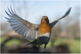 experiment vogelfotografie