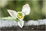 gewoon Sneeuwklokje - Galanthus nivalis