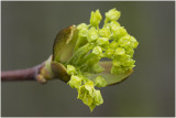 gewone Esdoorn - Acer pseudoplatanus