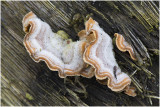 ruig Elfenbankje - Trametes hirsuta