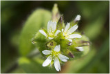 gewone Hoornbloem - Cerastium fontanum