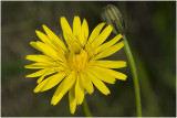 groot Streepzaad - Crepis biennis 