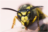 Duitse Wesp - Vespula germanica