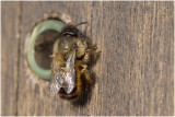 rosse Metselbij - Osmia rufa