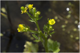 Blaartrekkende Boterbloem - Ranunculus sceleratus