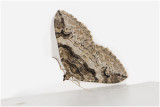 Berberisspanner - Pareulype berberata