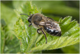 Meidoornzandbij - Andrena carantonica