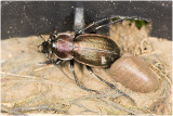 Halsbandloopkever - Carabus monilis