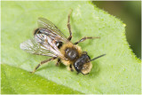 Heggenrankbij - Andrena florea