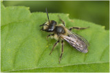 Heggenrankbij - Andrena florea