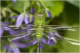 grote Keizerlibel - Anax imperator