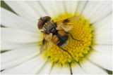 Sluipvlieg - Ectophasia crassipennis