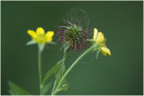 geel Nagelkruid - Geum urbanum