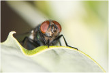 groene Vleesvlieg - Lucilia sericata