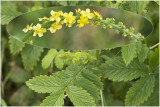  gewone Agrimonie - Agrimonia eupatoria