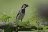 Huismus - Passer domesticus