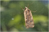 Huismoeder - Noctua pronuba