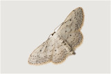 Paardenbloemspanner - Idaea seriata