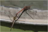 bruinrode Heidelibel - Sympetrum striolatum