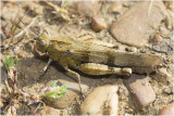 Blauwvleugelsprinkhaan - Oedipoda caerulescens