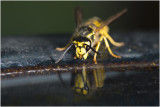 gewone Wesp - Vespula vulgaris