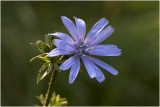 wilde Cichorei - Cichorium intybus